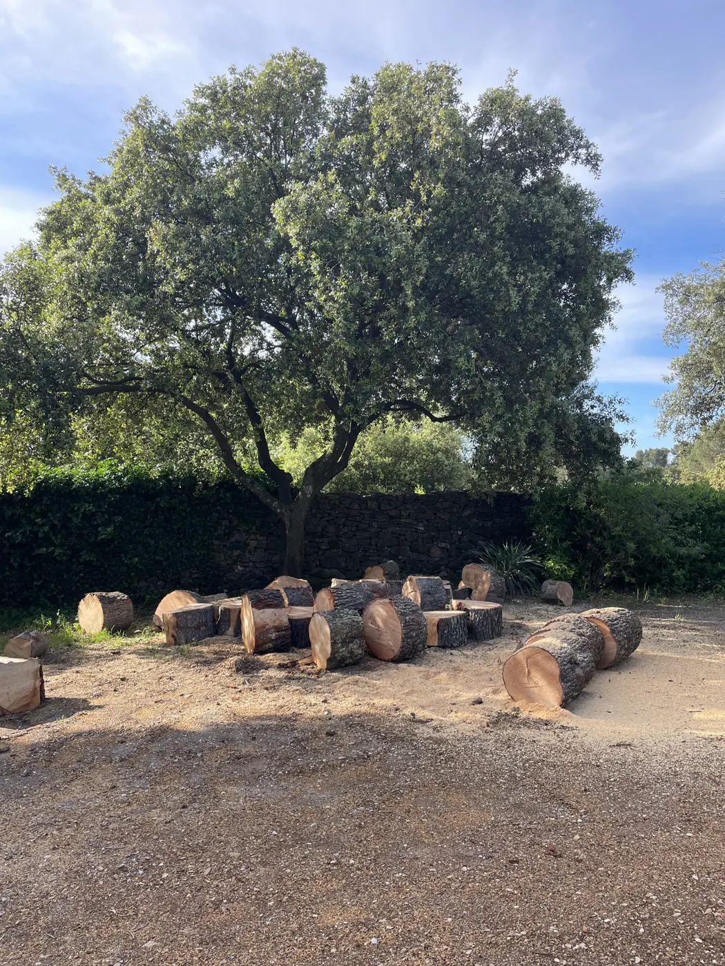 Chêne abattu et débité en billes de bois prêtes à l'évacuation — chantier d'abattage Vertical Élagage Perpignan 66