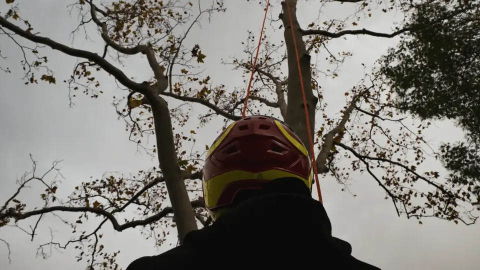 Élagage arbre Perpignan
