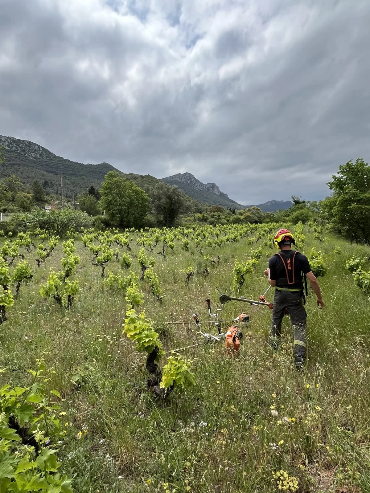 Débroussaillage en bordure de vigne dans le 66