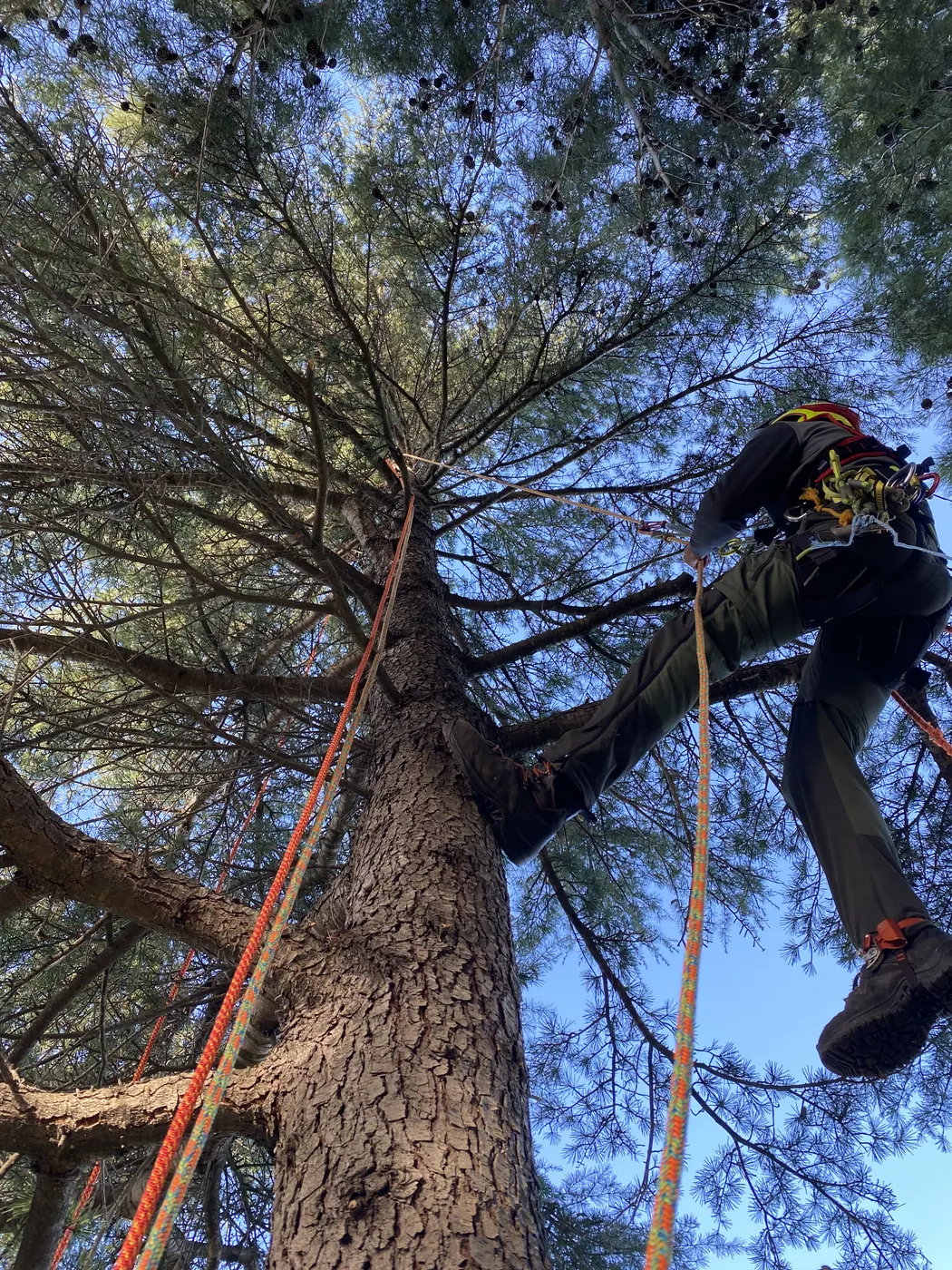 Rubens élagueur grimpeur suspendu aux cordes dans un pin parasol à Perpignan — élagage sur corde Vertical Élagage 66