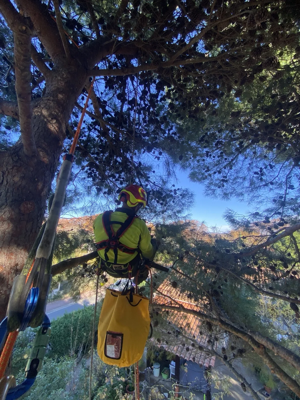 Élagueur grimpeur sur corde dans un arbre devant villa des Pyrénées-Orientales — harnais, casque et équipement de protection complet Vertical Élagage