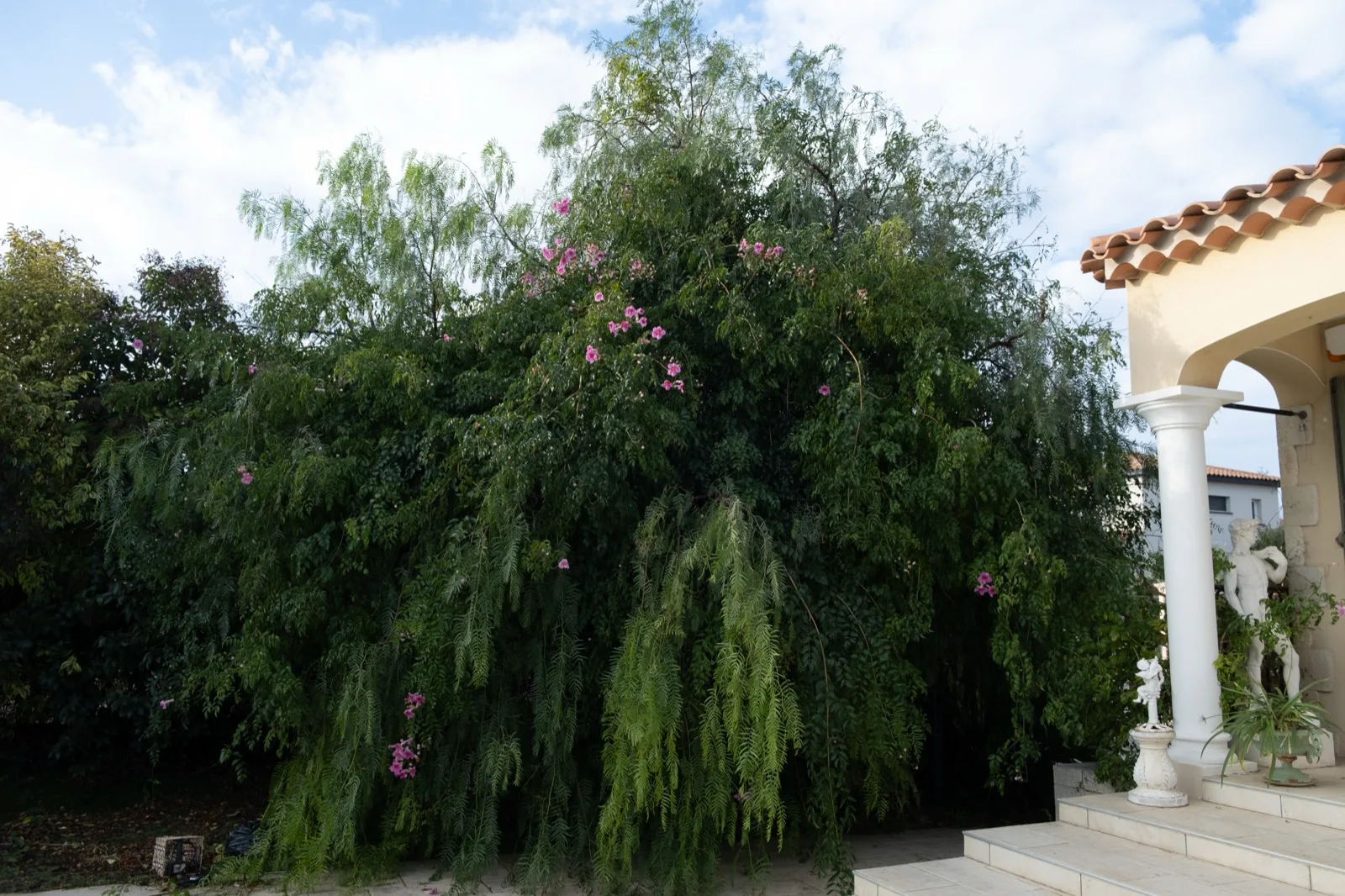 AVANT — faux poivrier envahissant, branches retombantes devant villa — Vertical Élagage Perpignan