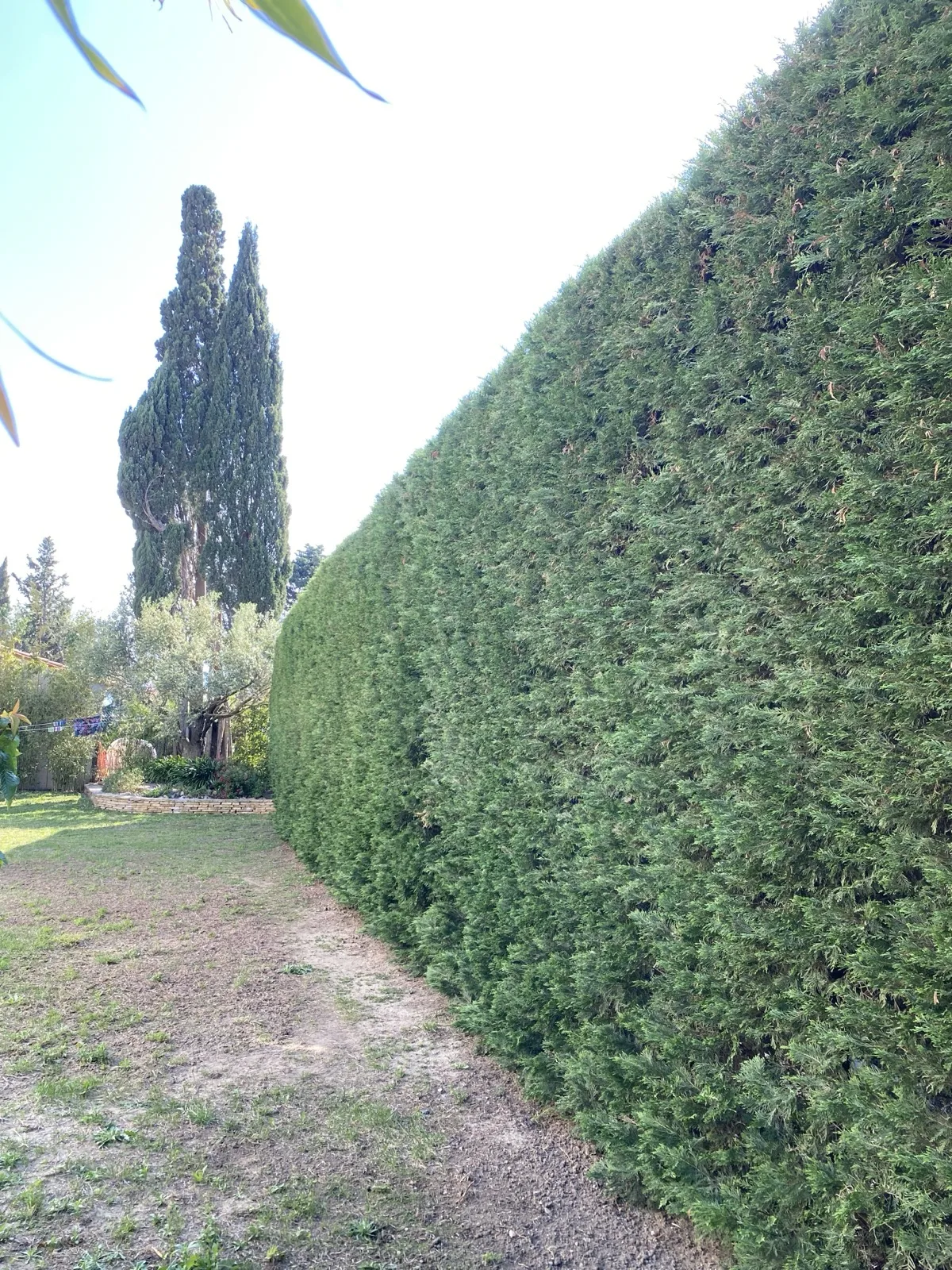 Haies de cyprès sculptées géométriquement — taille de précision Vertical Élagage Perpignan
