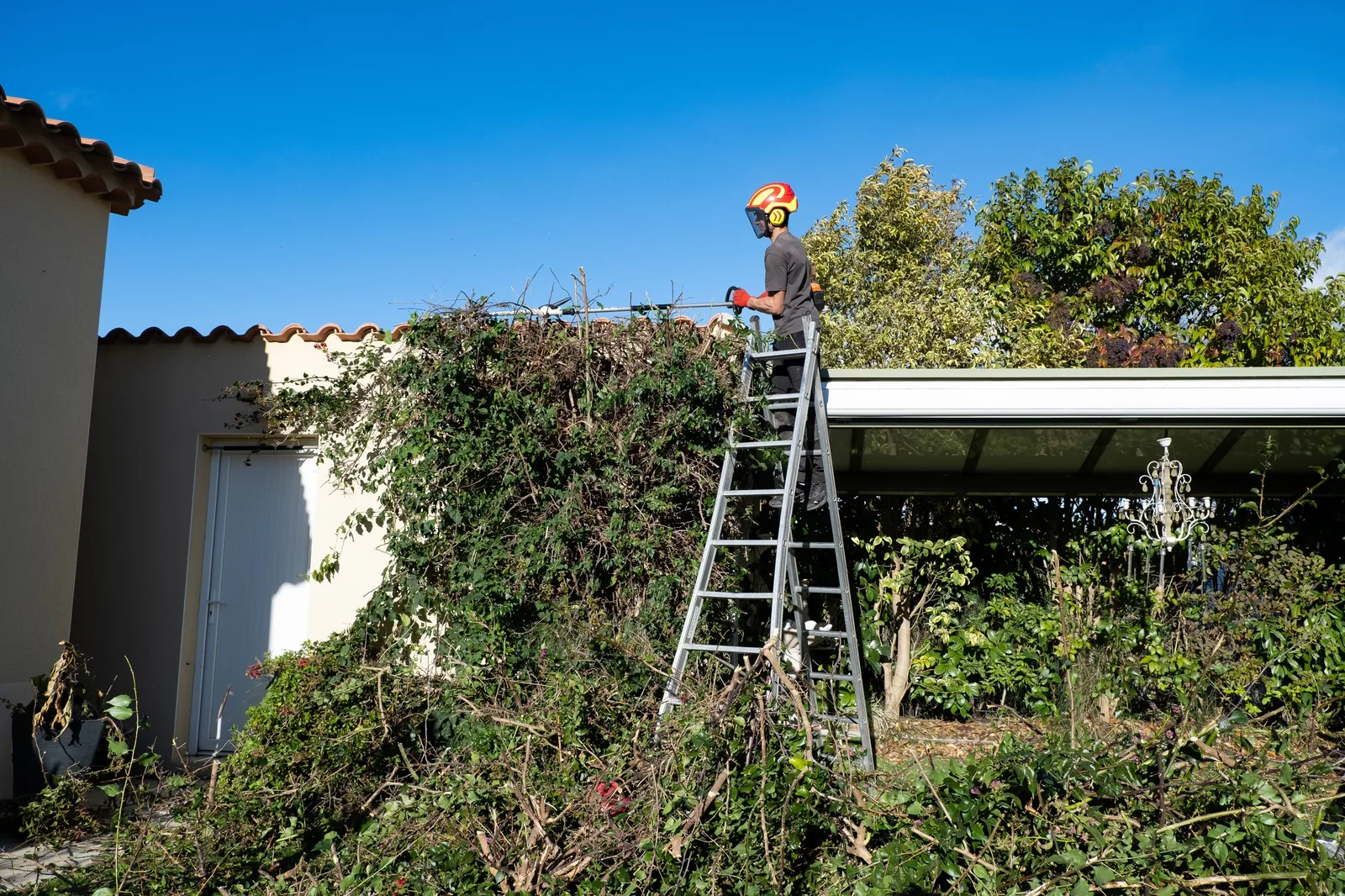 AVANT — Rubens sur échelle en pleine taille de la végétation envahissante contre la pergola — Vertical Élagage