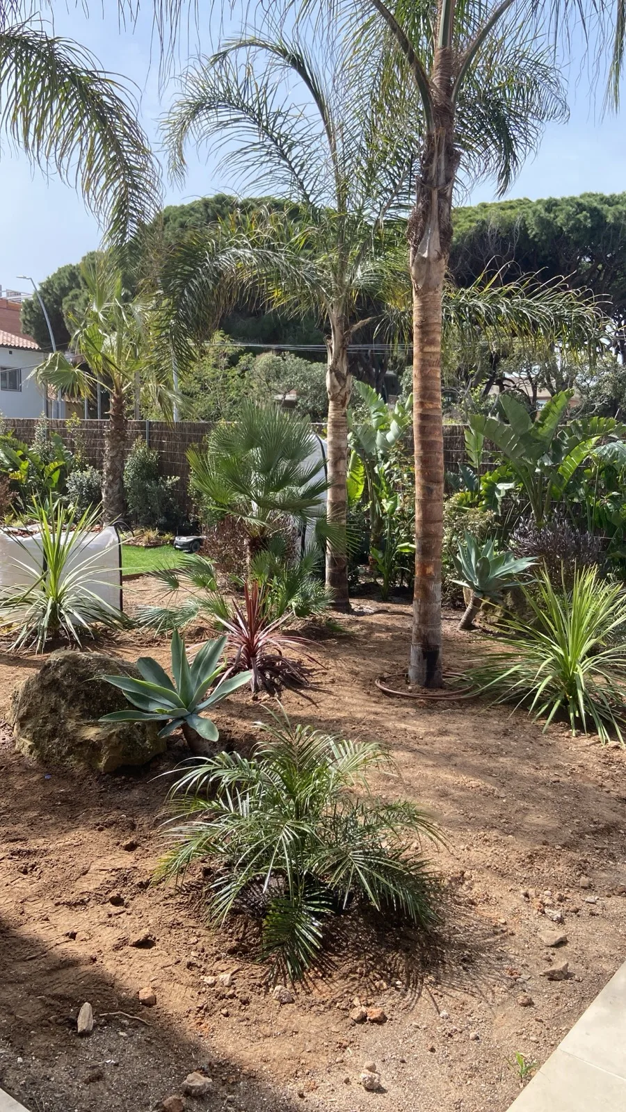 Jardin méditerranéen complet — palmiers, cycas, philodendrons — Vertical Élagage 66