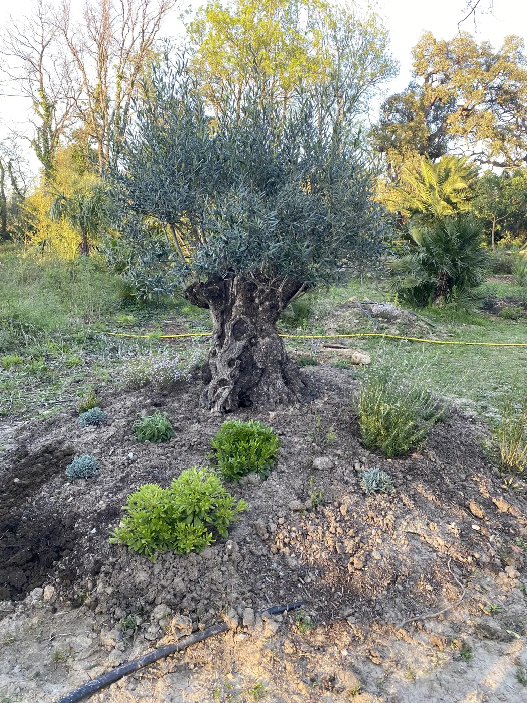 Plantation d'olivier centenaire — Vertical Élagage Olivier centenaire fraîchement planté avec parterre nettoyé et jeunes plantations méditerranéennes — création paysagère Vertical Élagage 66
