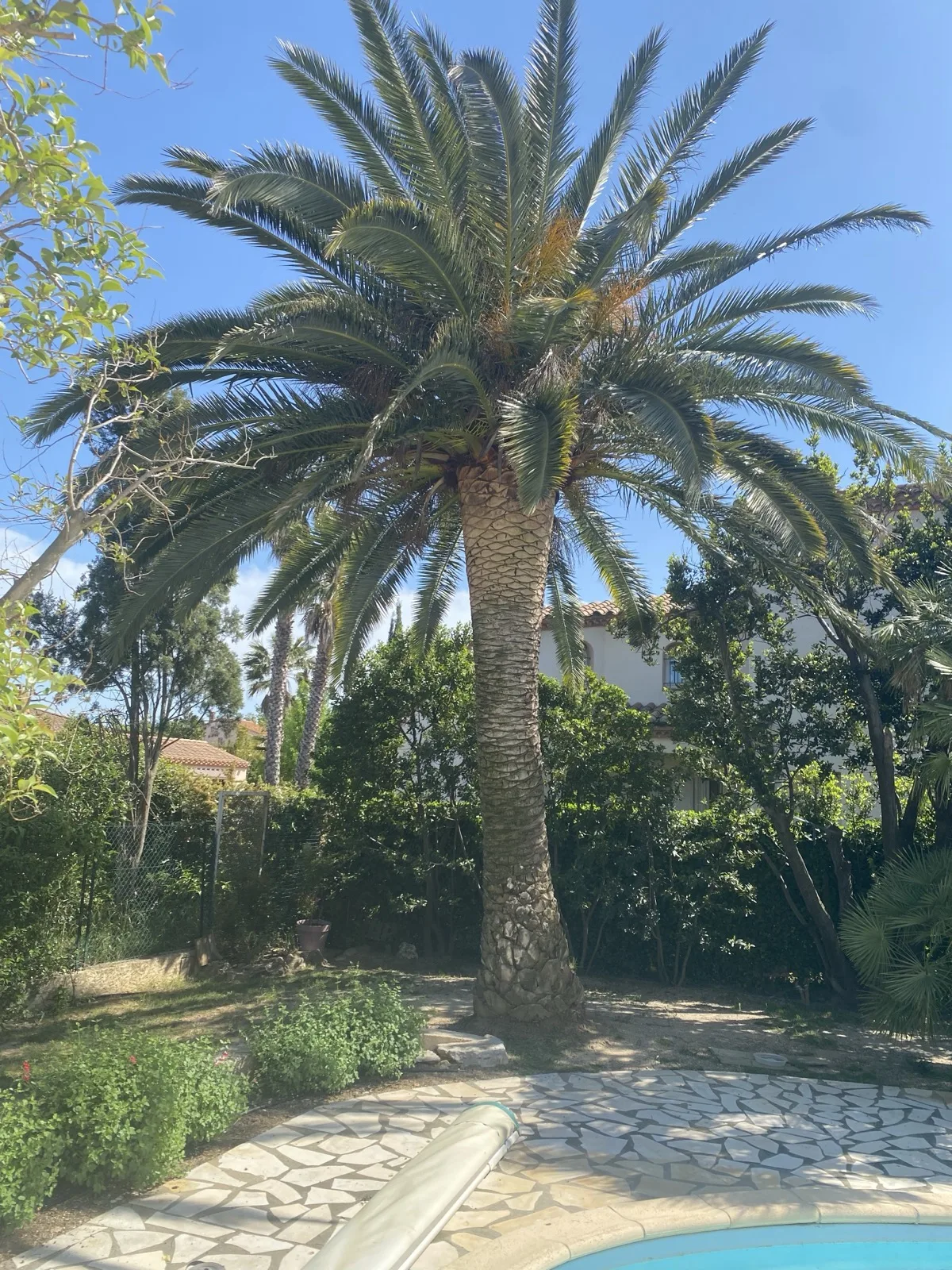 Phoenix canariensis taillé au-dessus d'une piscine — villa Perpignan, taille de palmier Vertical Élagage 66