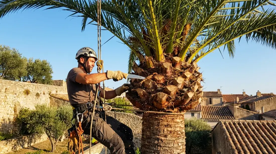 Élagueur grimpeur cordiste de Vertical Élagage taillant proprement un palmier Phoenix canariensis à Perpignan : seules les palmes basses sèches sont coupées, la couronne verte est conservée