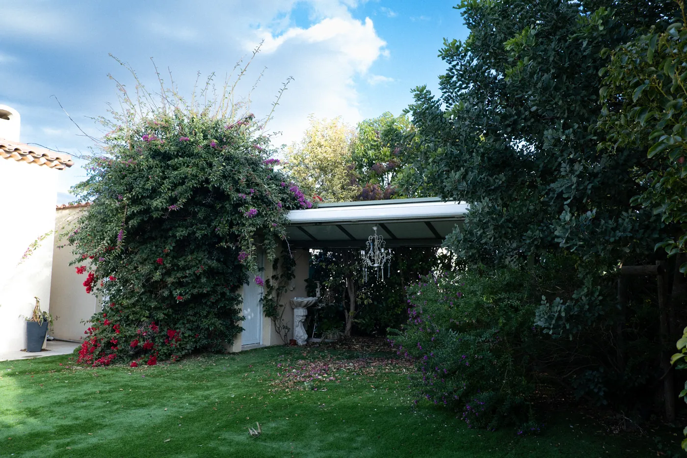 Pergola recouverte de bougainvillier en fleurs — jardin villa Perpignan