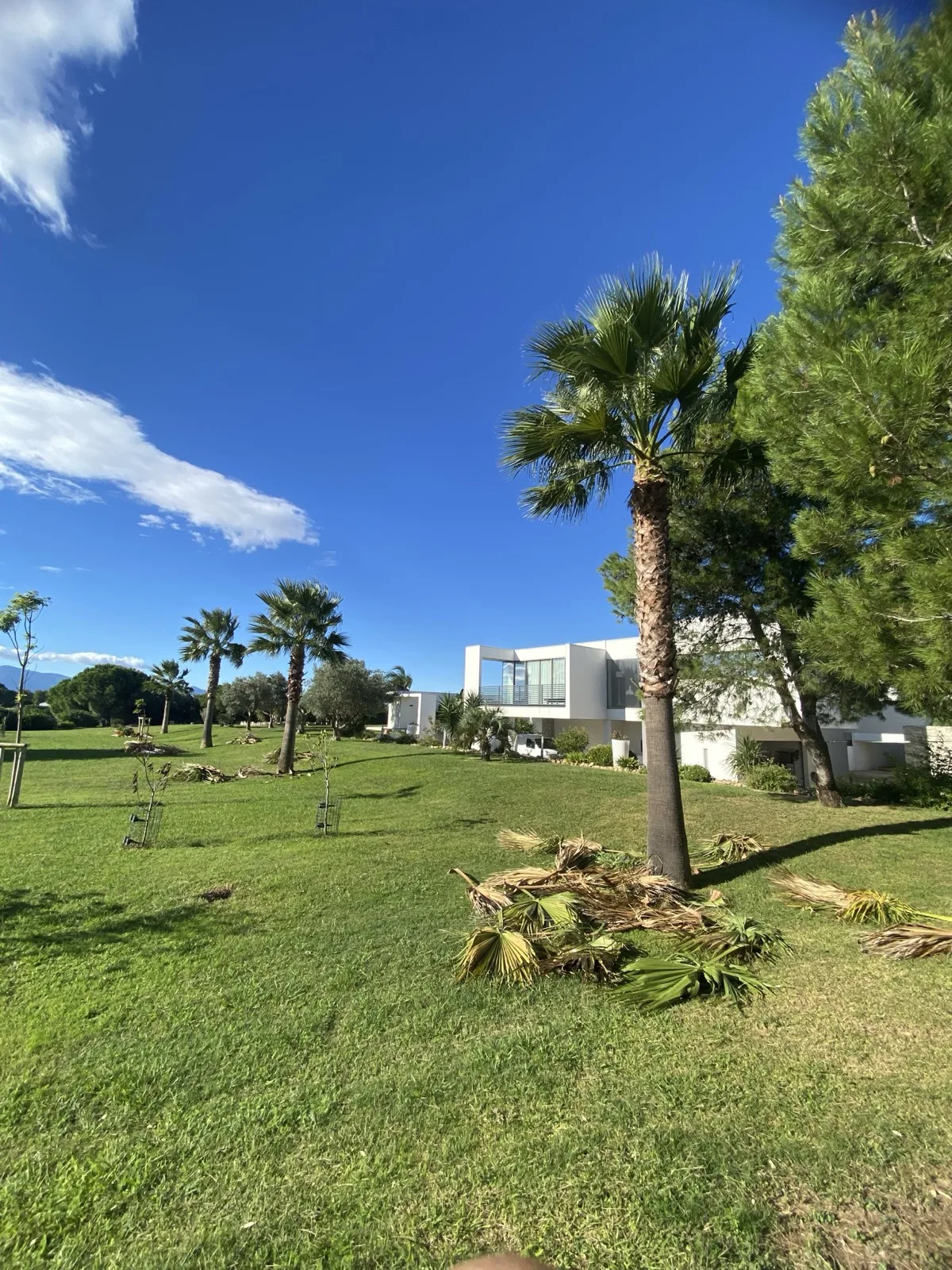 Pin parasol parfaitement taillé devant villa contemporaine — Vertical Élagage Perpignan