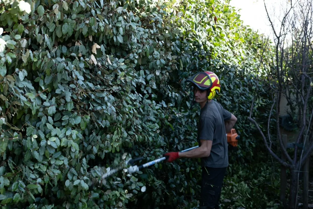 Rubens en pleine taille de haie dense — quelle période pour tailler une haie dans le 66 — Vertical Élagage Perpignan