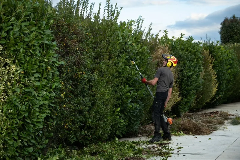 Rubens taille de haie laurier à la perche — entretien jardin Perpignan 66 — Vertical Élagage