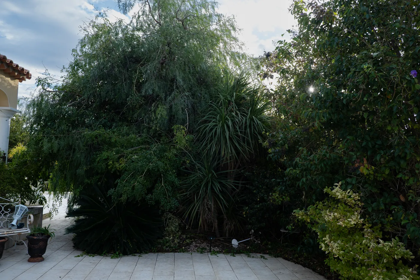 Yucca pied d'éléphant et jardin sec méditerranéen — Vertical Élagage